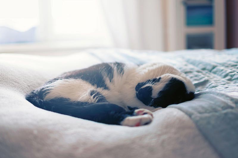 آلرژی فصلی,09-prevent-allergies-cat-bed