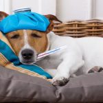 ۵ تا از بیماری های شایع در سگ ها | علائم، تشخیص و درمان